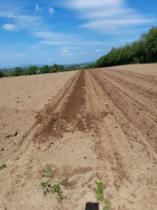 Planting Axone organic potatoes