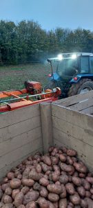 Harvesting organic potatoes