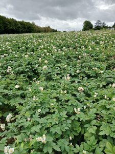 Our Axona potatoes flowering