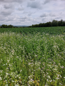 Nature if given a chance can protect crops like potatoes.